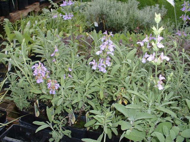 Salvia officinalis 'Nana'